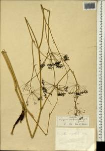 Scaligeria napiformis (Willd. ex Spreng.) Grande, South Asia, South Asia (Asia outside ex-Soviet states and Mongolia) (ASIA) (Turkey)