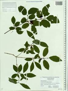 Lonicera xylosteum L., Eastern Europe, Central forest region (E5) (Russia)