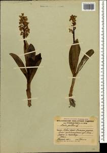 Orchis pallens L., Caucasus, South Ossetia (K4b) (South Ossetia)