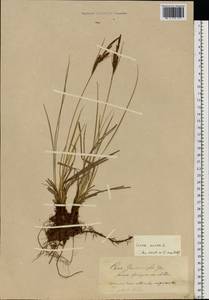 Carex nigra (L.) Reichard, Eastern Europe (no precise locality) (E0) (Not classified)