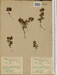 Vaccinium vitis-idaea L., Eastern Europe, Northern region (E1) (Russia)
