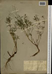 Descurainia sophia (L.) Webb ex Prantl, Siberia, Chukotka & Kamchatka (S7) (Russia)