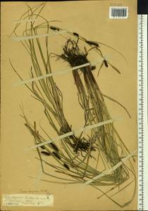 Carex songorica Kar. & Kir., Siberia, Western (Kazakhstan) Altai Mountains (S2a) (Kazakhstan)