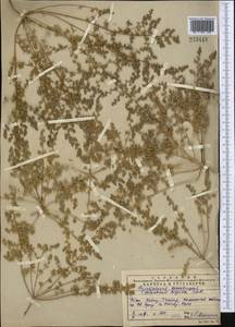 Halocharis hispida (Schrenk) Bunge, Middle Asia, Western Tian Shan & Karatau (M3) (Kazakhstan)