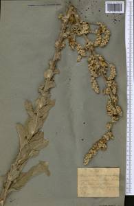 Verbascum songaricum Schrenk, Middle Asia, Muyunkumy, Balkhash & Betpak-Dala (M9) (Kazakhstan)