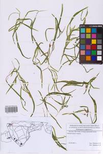 Potamogeton compressus L., Eastern Europe, Moscow region (E4a) (Russia)