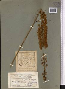 Eremurus stenophyllus, Middle Asia, Pamir & Pamiro-Alai (M2) (Tajikistan)