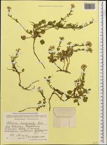 Alliaria taurica (Adam) V. I. Dorof., Caucasus, Dagestan (K2) (Russia)