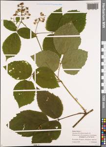 Rubus hirtus Waldst. & Kit., Eastern Europe, Moscow region (E4a) (Russia)