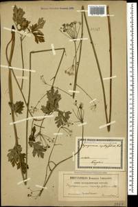 Physospermum cornubiense (L.) DC., Caucasus, Georgia (K4) (Georgia)