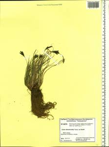 Carex eleusinoides Turcz. ex Kunth, Siberia, Central Siberia (S3) (Russia)