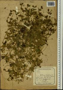 Mesostemma dichotomum (L.) Arabi, Rabeler & Zarre, Siberia, Baikal & Transbaikal region (S4) (Russia)