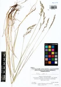 Festuca rubra L., Siberia, Baikal & Transbaikal region (S4) (Russia)