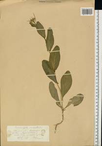 Conringia orientalis (L.) Dumort., Eastern Europe, Lower Volga region (E9) (Russia)