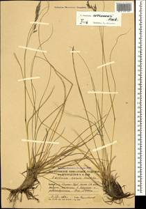 Festuca varia Haenke, Caucasus, South Ossetia (K4b) (South Ossetia)