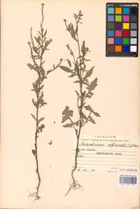 Sisymbrium officinale (L.) Scop., Eastern Europe, Moscow region (E4a) (Russia)