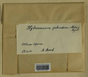 Hylocomium splendens (Hedw.) Schimp., Bryophytes, Bryophytes - Yakutia (B19) (Russia)