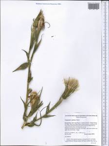 Tragopogon capitatus Nikitin, Middle Asia, Western Tian Shan & Karatau (M3) (Kyrgyzstan)