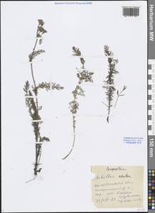 Achillea asiatica Serg., Siberia, Chukotka & Kamchatka (S7) (Russia)