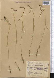 Helictotrichon mongolicum (Roshev.) Henrard, Middle Asia, Western Tian Shan & Karatau (M3) (Kyrgyzstan)