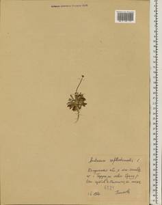 Androsace septentrionalis L., Eastern Europe, Central region (E4) (Russia)