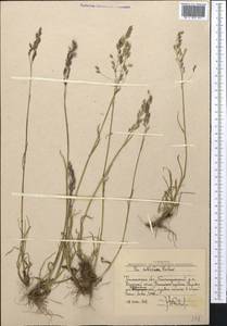 Poa sibirica Roshev., Middle Asia, Western Tian Shan & Karatau (M3) (Uzbekistan)