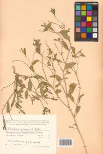 Euclidium syriacum (L.) W. T. Aiton, Siberia, Russian Far East (S6) (Russia)