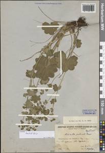 Alchemilla monticola Opiz, Eastern Europe, North-Western region (E2) (Russia)