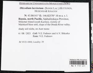 Oticodium laevisetum (Sande Lac.) Huttunen, Hedenäs & Ignatov, Bryophytes, Bryophytes - Russian Far East (excl. Chukotka & Kamchatka) (B20) (Russia)