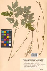 Actaea simplex (DC.) Wormsk. ex Fisch. & C. A. Mey., Siberia, Russian Far East (S6) (Russia)