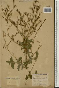 Lactuca serriola L., Eastern Europe, Central forest-and-steppe region (E6) (Russia)