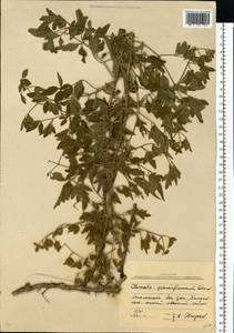 Clematis lathyrifolia Besser ex Rchb., Eastern Europe, South Ukrainian region (E12) (Ukraine)