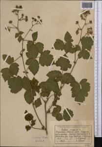 Rubus caesius L., Middle Asia, Dzungarian Alatau & Tarbagatai (M5) (Kazakhstan)