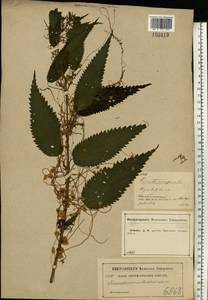 Cuscuta europaea L., Eastern Europe, Central forest-and-steppe region (E6) (Russia)