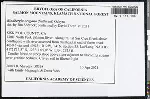 Kindbergia oregana (Sull.) Ochyra, Bryophytes, Bryophytes - America (BAm) (United States)