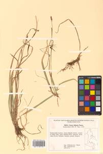 Carex vaginata var. petersii (C.A.Mey. ex F.Schmidt) Akiyama, Siberia, Russian Far East (S6) (Russia)