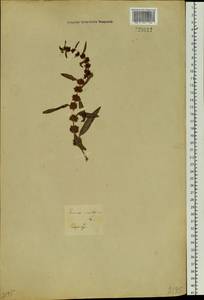 Rumex maritimus L., Siberia, Baikal & Transbaikal region (S4) (Russia)