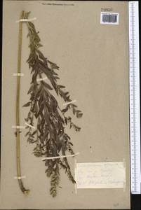 Lithospermum officinale L., Middle Asia, Kopet Dag, Badkhyz, Small & Great Balkhan (M1) (Turkmenistan)