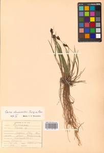 Carex eleusinoides Turcz. ex Kunth, Siberia, Russian Far East (S6) (Russia)