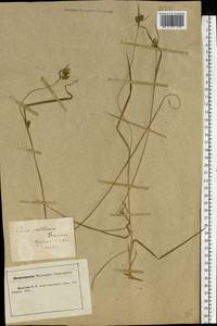 Carex pallescens L., Eastern Europe, Central forest-and-steppe region (E6) (Russia)