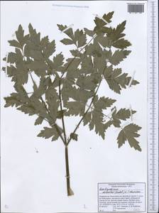 Paraligusticum discolor (Ledeb.) Tikhom., Middle Asia, Pamir & Pamiro-Alai (M2) (Tajikistan)