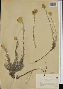 Helichrysum stoechas (L.) Moench, Western Europe (EUR) (Italy)
