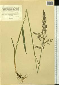 Arctagrostis arundinacea (Trin.) Beal, Siberia, Altai & Sayany Mountains (S2) (Russia)