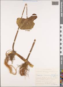 Petasites radiatus (J. F. Gmel.) J. Toman, Siberia, Altai & Sayany Mountains (S2) (Russia)