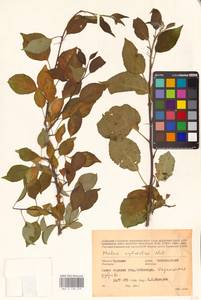 Malus sylvestris Mill., Eastern Europe, Middle Volga region (E8) (Russia)