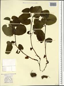 Aristolochia iberica Fisch. & C. A. Mey. ex Boiss., Caucasus, Azerbaijan (K6) (Azerbaijan)