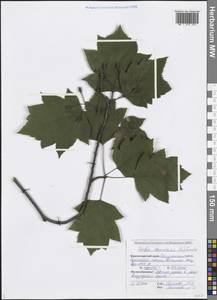 Torminalis glaberrima (Gand.) Sennikov & Kurtto, Caucasus, Black Sea Shore (from Novorossiysk to Adler) (K3) (Russia)