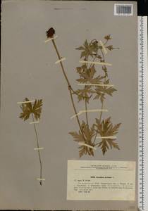 Geranium pratense L., Eastern Europe, North Ukrainian region (E11) (Ukraine)