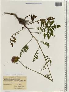 Centaurea stereophylla Besser, Caucasus, North Ossetia, Ingushetia & Chechnya (K1c) (Russia)