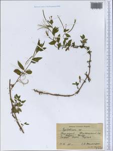 Epilobium, Middle Asia, Western Tian Shan & Karatau (M3) (Kyrgyzstan)